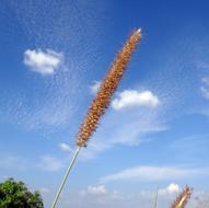 fluffy spike plant