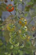 tomatoes in garden