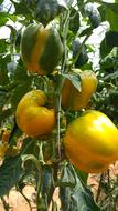Capsicum Tree