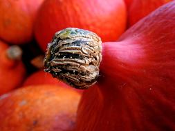 Autumn Pumpkin Gourd