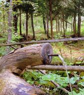 Pipe with water from a tree trunk