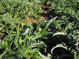 Field Arable Cultivation