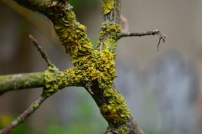 moss on branch