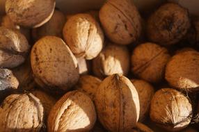Delicious ripe walnuts