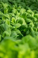 green leaves fresh
