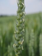 green spike in field