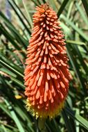 orange fresh flowers