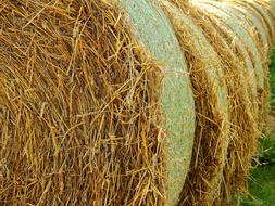 Straw Field Agriculture