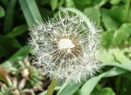 dandelion on the lawn