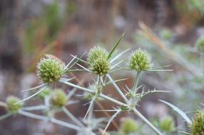 prickly flowers in garden