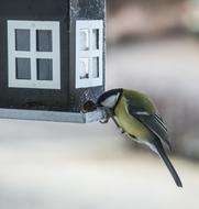 cute bird eats