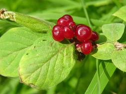 healthy berry