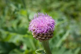 close up of bud