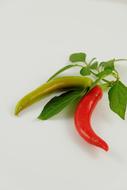 hot garden peppers