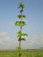 sprout of plant in meadow