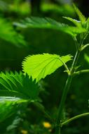 wild leaf