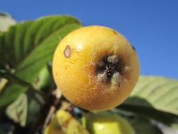 sweet yellow apple