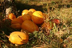 Sweet ripe pumpkins in grass