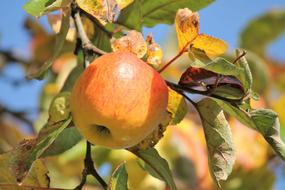ripe red apple on tree