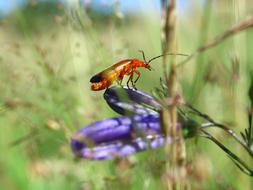 beetle in grass