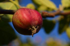 not ripe fruit on a tree
