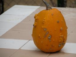 sweet delicious pumpkin