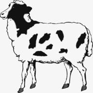 drawing of cute sheep