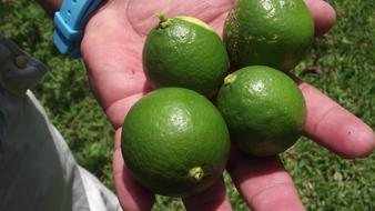 Citrus Lemon Fruit