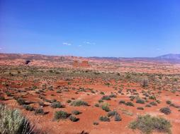 desert landscape with bushes