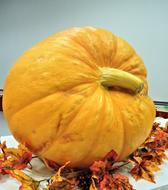 Large Pumpkin Yellow Orange Winter