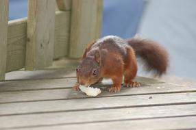 red squirrel eats