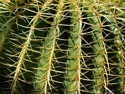 prickly green cactus