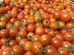 ripe vegetables harvest