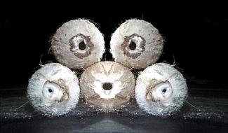 white ripe coconuts