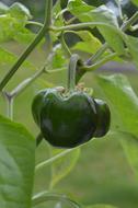 blooming green peppers