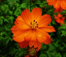 Bright flower bud