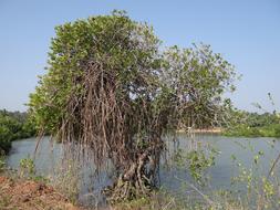 tree in swamp
