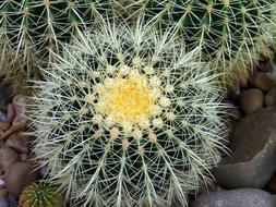 cactus green in desert