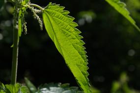 single leaf