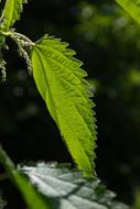 green nettle leaf