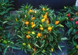 Orange Pepper Plants Compact