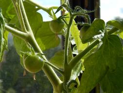 Unripe green tomatoes