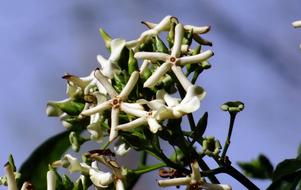 pretty white flowers