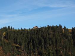 lonely house in the woods