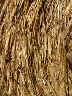 dry wheat in the field