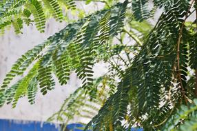 Leaves Tree Nature Wild