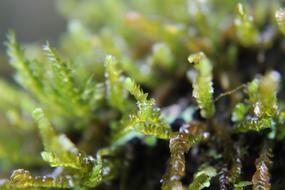 wet grass in the woods