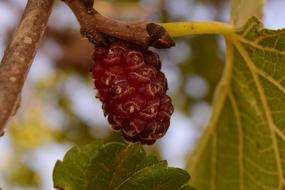 brown fruit on tree