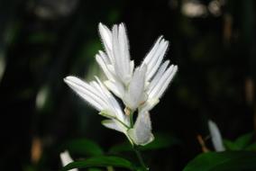 garden blooming flower white