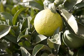 fruit of green on tree